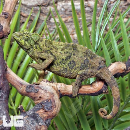 Jacksons Chameleons (Trioceros jacksonii) for sale