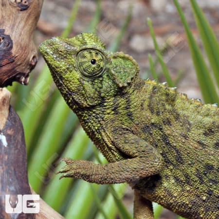 Jacksons Chameleons (Trioceros jacksonii) for sale