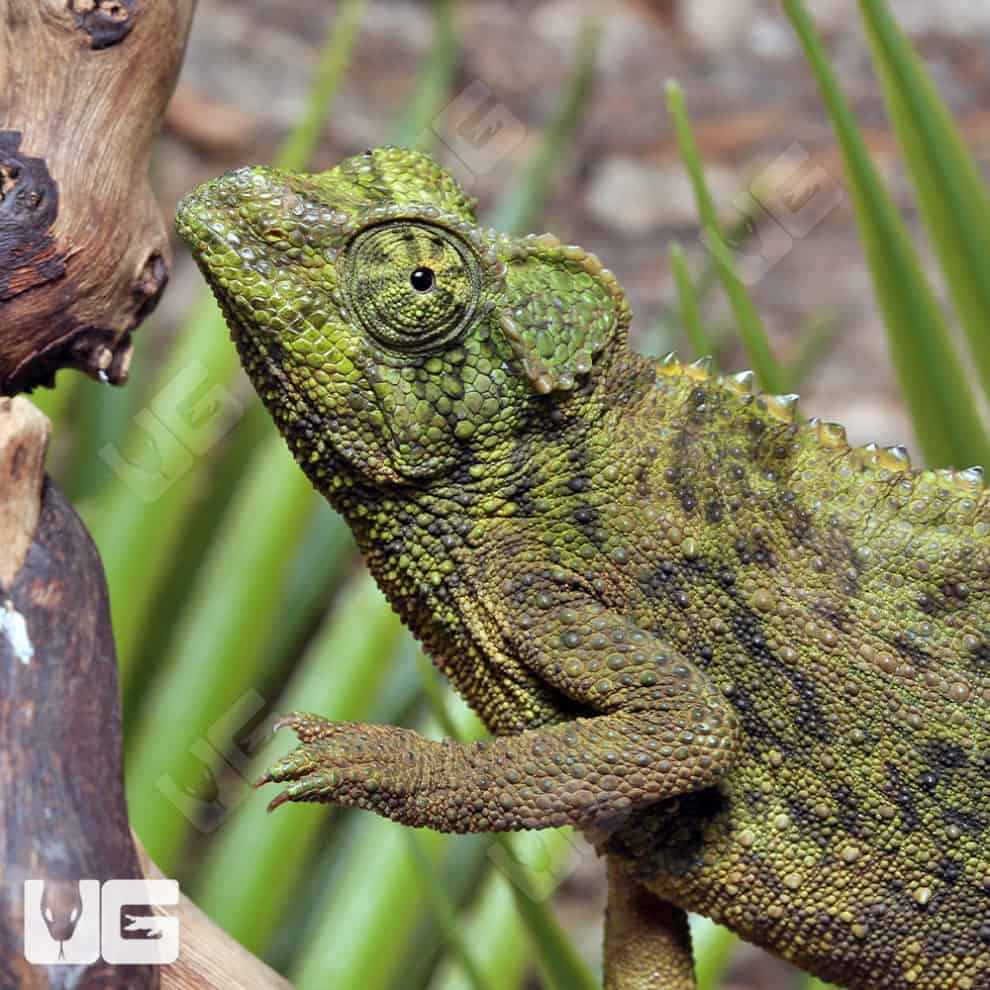 Jacksons Chameleons For Sale Underground Reptiles
