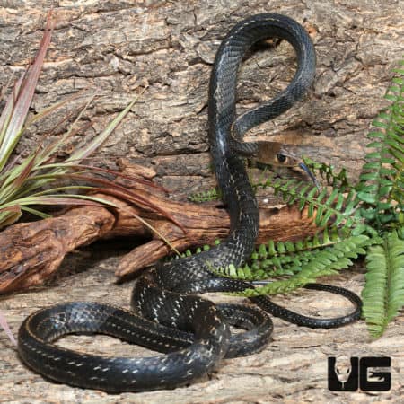 Greater Keeled Ratsnake (Ptyas carinata) For Sale - Underground Reptiles