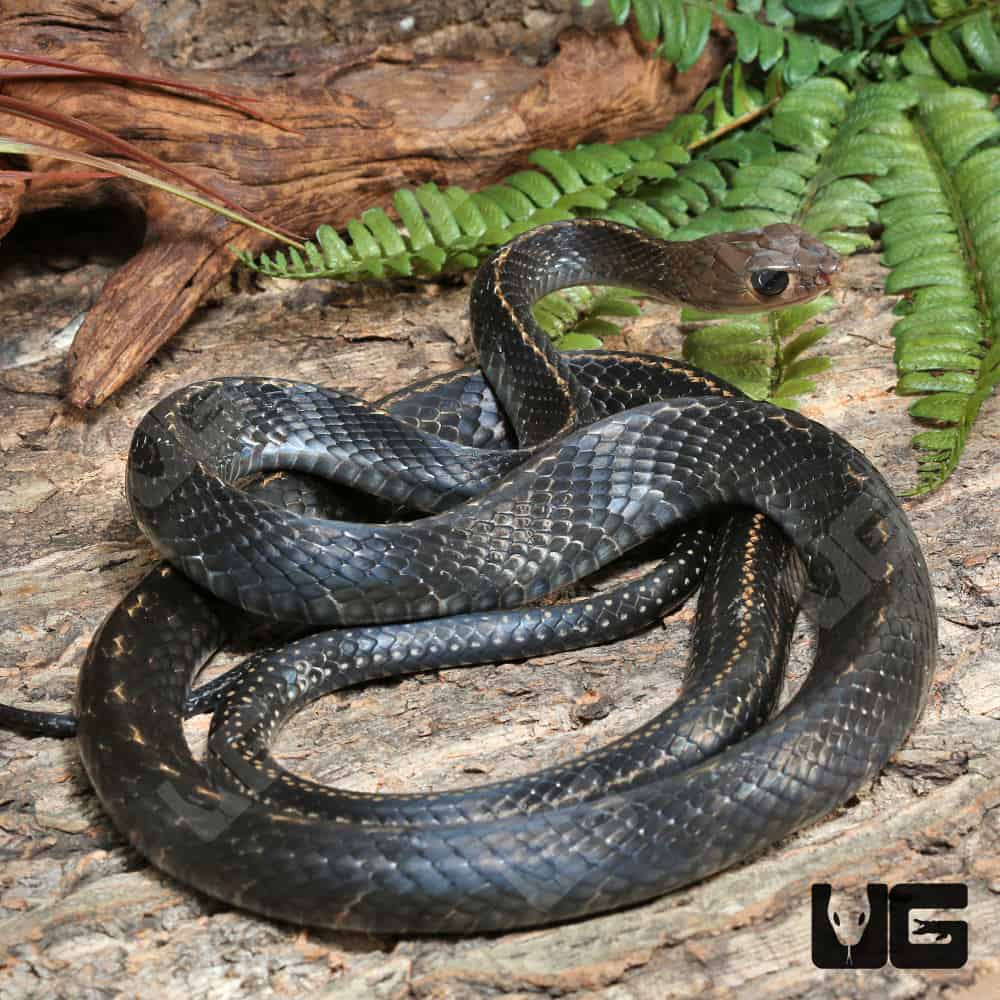 Greater Keeled Ratsnake (Ptyas carinata) For Sale - Underground Reptiles