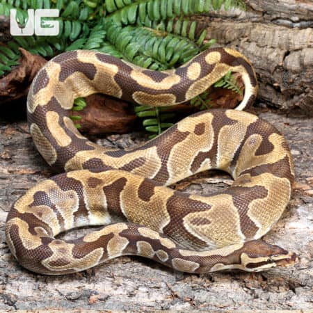Enchi Yellowbelly Ball Python (Python regius) For Sale - Underground Reptiles