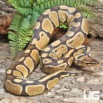 Enchi Yellowbelly Ball Python (Python regius) For Sale - Underground Reptiles