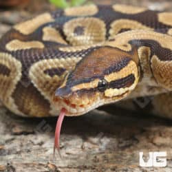 Enchi Yellowbelly Ball Python (Python regius) For Sale - Underground Reptiles