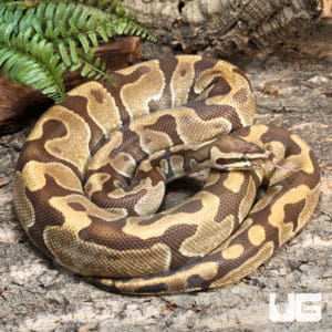 Ball Pythons For Sale - Underground Reptiles