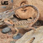 Baby Translucent Bearded Dragons (Pogona vitticeps) For Sale - Underground Reptiles