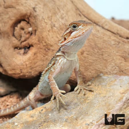 Baby Translucent Bearded Dragons (Pogona vitticeps) For Sale - Underground Reptiles