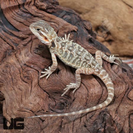 Baby Translucent Bearded Dragons (Pogona vitticeps) For Sale - Underground Reptiles