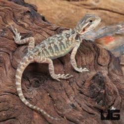Baby Translucent Bearded Dragons (Pogona vitticeps) For Sale - Underground Reptiles