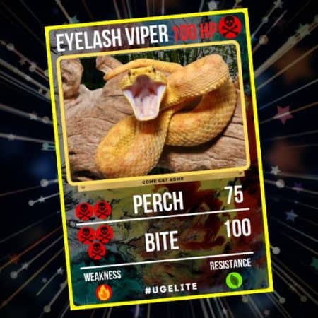 Eyelash Viper with striking yellow coloration and open mouth display.