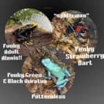 Funky Auratus Dart Frog (Dendrobates auratus) For Sale - Underground Reptiles