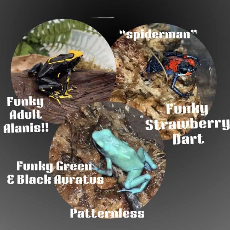 Green And Black Auratus Dart Frog For Sale Underground Reptiles