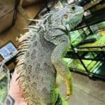 3-4 Foot Green Iguanas (Iguana iguana) For Sale - Underground Reptiles
