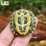 Baby Red Ear Slider Turtles (Trachemys scripta elegans) For Sale - Underground Reptiles