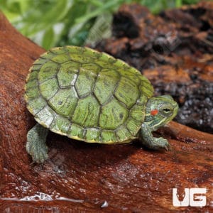 Turtles For Sale - Underground Reptiles