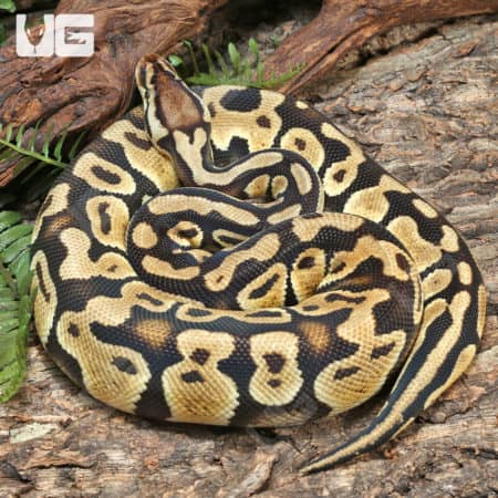 2023 Male Orange Dream Het Clown Ball Python (Python regius) For Sale - Underground Reptiles