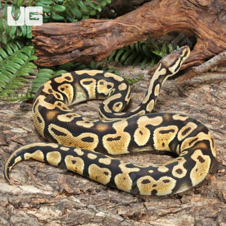 2023 Male Orange Dream Het Clown Ball Python (Python regius) For Sale - Underground Reptiles