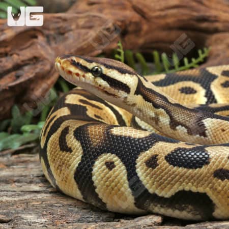 2023 Male Orange Dream Het Clown Ball Python (Python regius) For Sale - Underground Reptiles