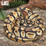 Orange Dream Pastel Het Clown Ball Python (Python regius) For Sale - Underground Reptiles