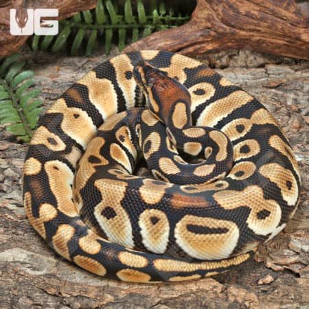 Orange Dream Pastel Het Clown Ball Python (Python regius) For Sale - Underground Reptiles