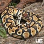 Orange Dream Pastel Het Clown Ball Python (Python regius) For Sale - Underground Reptiles