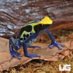 Cobalt Blue Tinctorius Dart Frogs (Dendrobates tinctorious) For Sale - Underground Reptiles