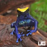 Cobalt Blue Tinctorius Dart Frogs (Dendrobates tinctorious) For Sale - Underground Reptiles