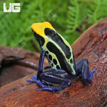 Cobalt Blue Tinctorius Dart Frogs (Dendrobates tinctorious) For Sale - Underground Reptiles