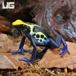 Cobalt Blue Tinctorius Dart Frogs (Dendrobates tinctorious) For Sale - Underground Reptiles