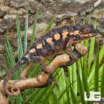 Ambilobe Panther Chameleons (Furcifer pardalis) for sale