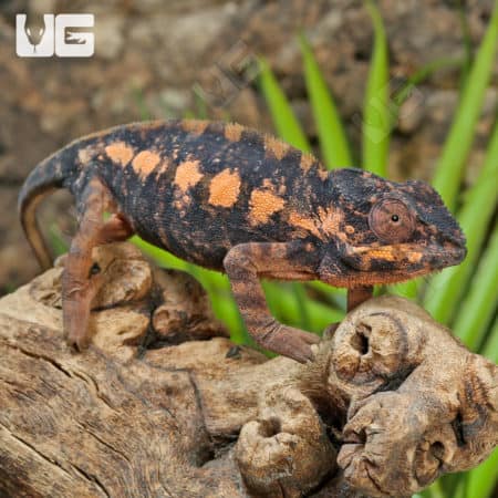 Ambilobe Panther Chameleons (Furcifer pardalis) for sale
