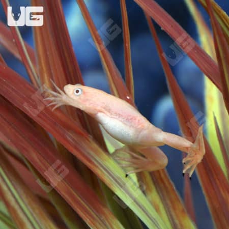 Baby Albino African Clawed Frog (Xenopus laevis) for sale