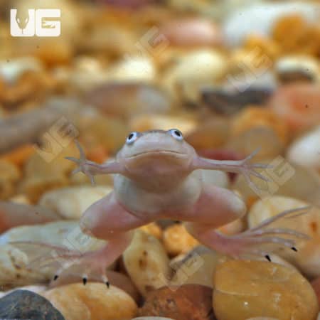 Baby Albino African Clawed Frog (Xenopus laevis) for sale
