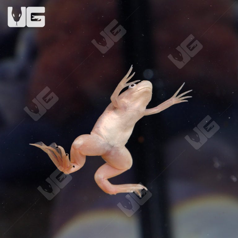 Baby Albino African Clawed Frog For Sale Underground Reptiles