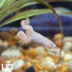 Baby Albino African Clawed Frog (Xenopus laevis) for sale