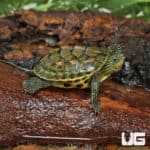 Baby Chinese Golden Thread Turtles (Ocadia sinensis) for sale