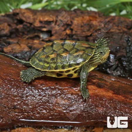 Baby Chinese Golden Thread Turtles (Ocadia sinensis) for sale