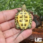 Baby Chinese Golden Thread Turtles (Ocadia sinensis) for sale