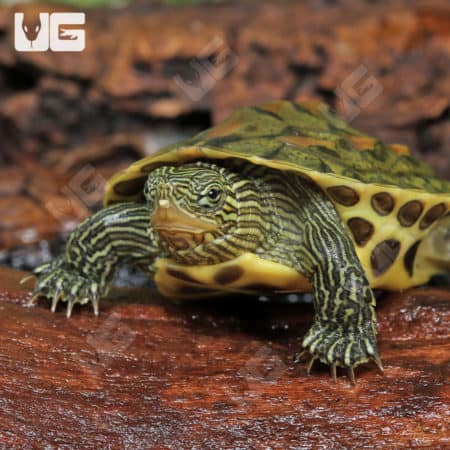 Baby Chinese Golden Thread Turtles (Ocadia sinensis) for sale