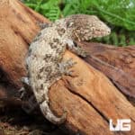 Baby Dark Morph Leachianus Geckos (Rhacodactylus leachianus) For Sale - Underground Reptiles