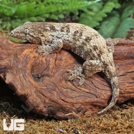 Baby Dark Morph Leachianus Geckos (Rhacodactylus leachianus) For Sale - Underground Reptiles