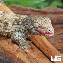 Baby Dark Morph Leachianus Geckos (Rhacodactylus leachianus) For Sale - Underground Reptiles