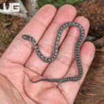 Hatchling Diamond-Back Egg Eating Snake (Dasypeltis confusa) for sale