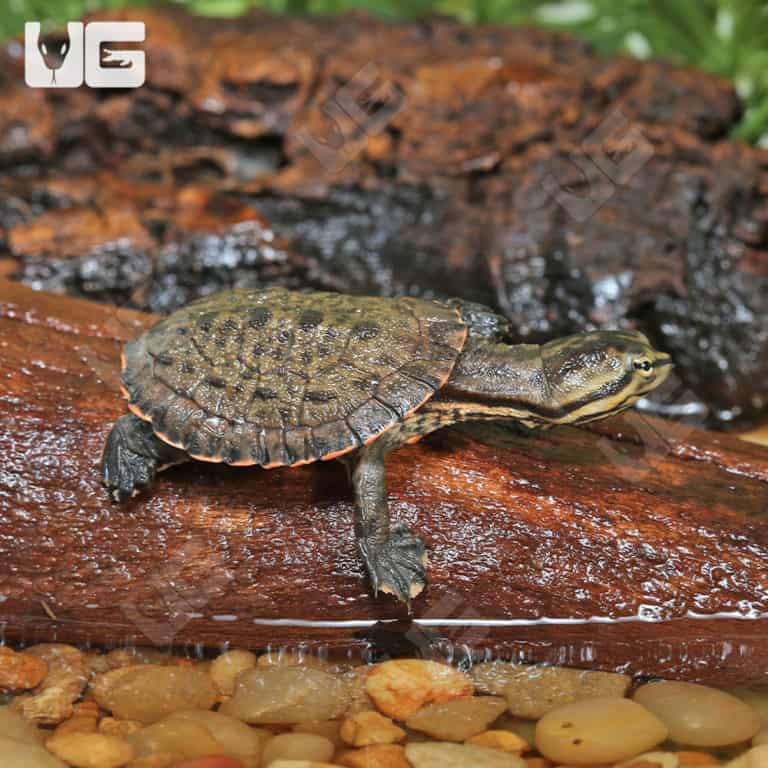 Baby Geoffrey’s Sideneck Turtles For Sale - Underground Reptiles