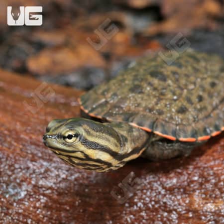 Baby Geoffrey's Sideneck Turtles (Phrynops geoffroanus tuberosus) for sale