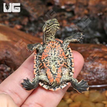 Baby Geoffrey's Sideneck Turtles (Phrynops geoffroanus tuberosus) for sale