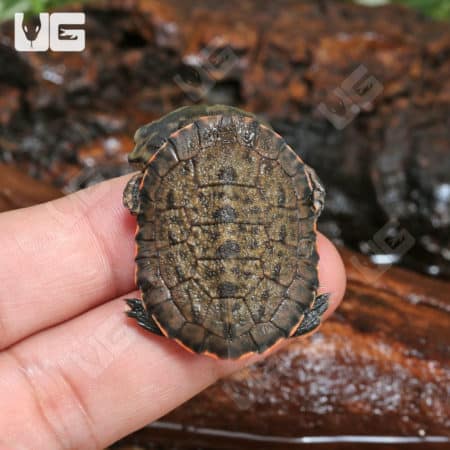 Baby Geoffrey's Sideneck Turtles (Phrynops geoffroanus tuberosus) for sale