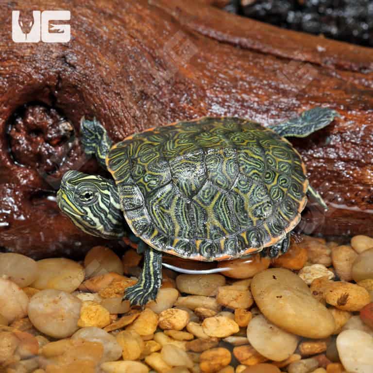 Baby Northern Redbelly Slider Turtle For Sale - Underground Reptiles