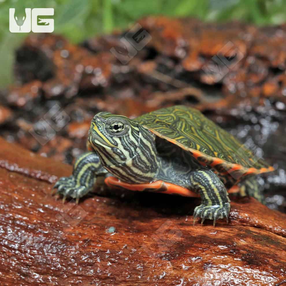 Baby Northern Redbelly Slider Turtle For Sale - Underground Reptiles