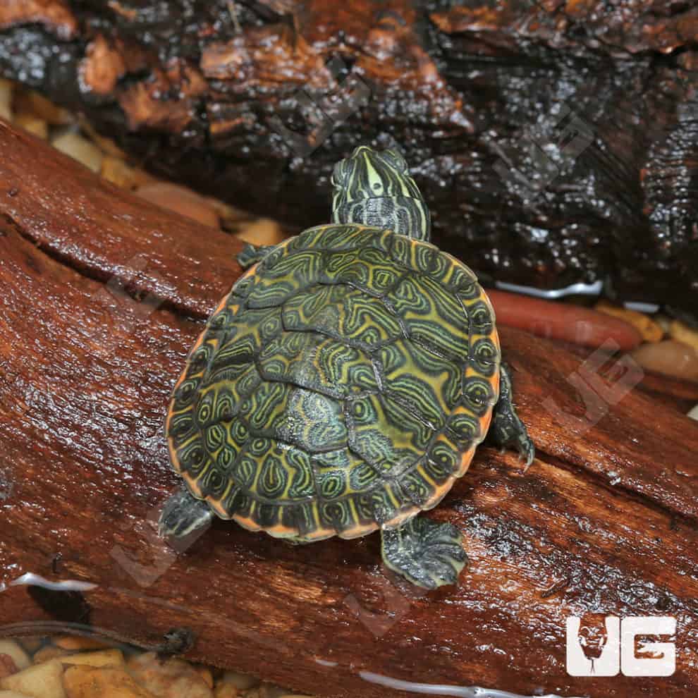 Baby Northern Redbelly Slider Turtle For Sale - Underground Reptiles